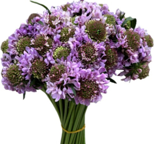 Focal  Lavander