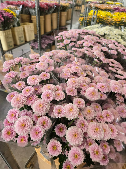 Miller Pink