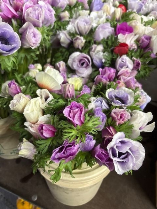 Anemone Assorted