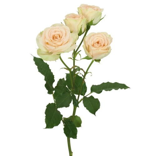 Brillant Star Apricot