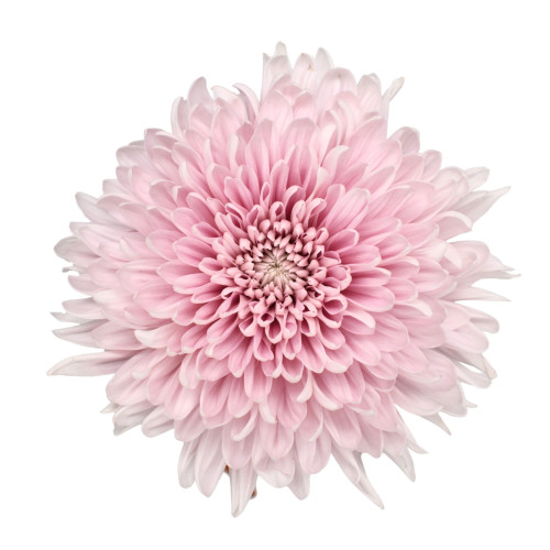Pink Honey