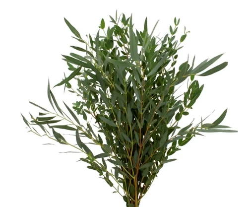 Parvifolia