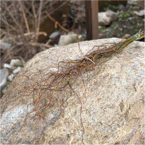 Curly Willow