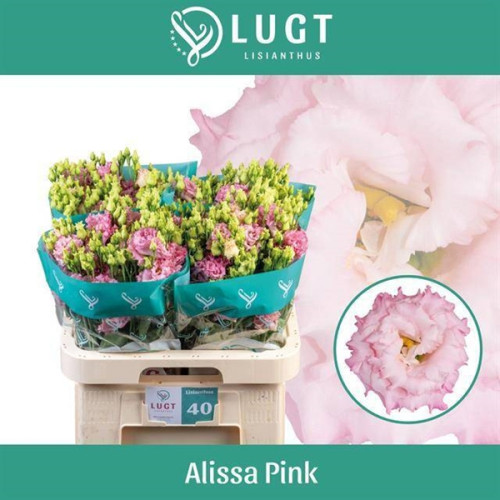 Double Alissa Pink