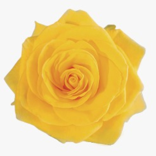 Yellow Summer