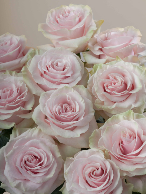 Pink Mondial