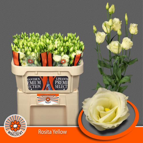 Double Rosita Yellow