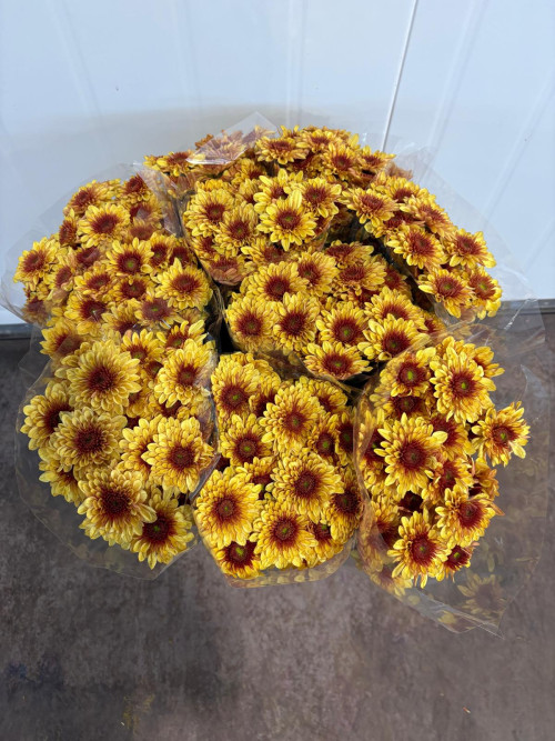 Podulusk Yellow