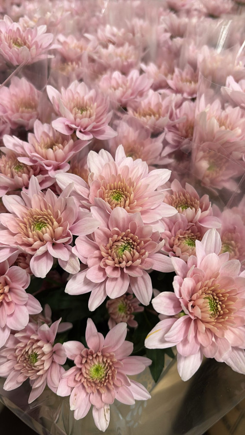 Pink Pastella