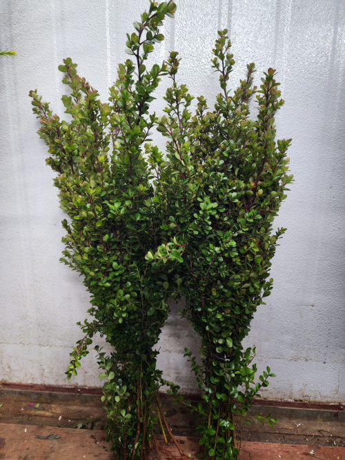 Boxwood