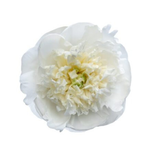 Duchesse de Nemours