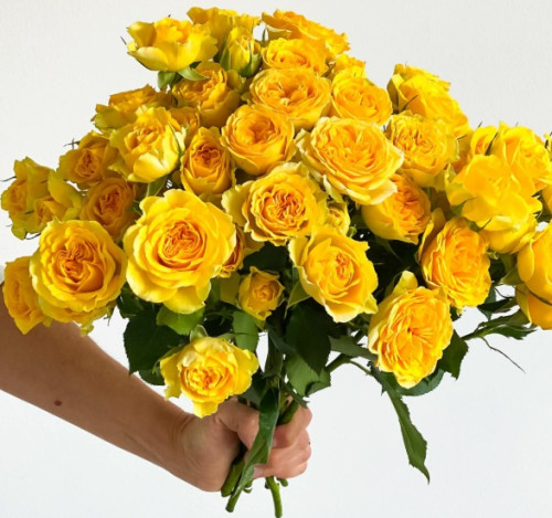 B.S. Light Yellow