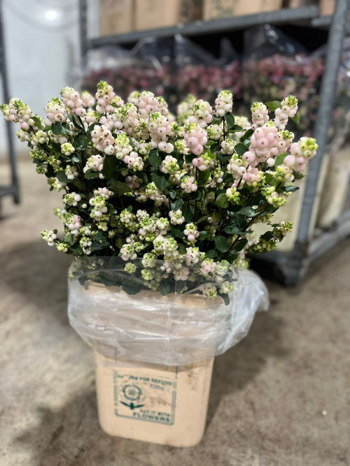 Snowberries  Blush