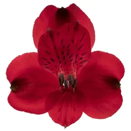 Red Supreme