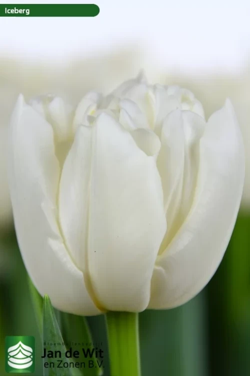Tulipa Double Iceberg