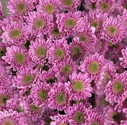 Pink Optomist