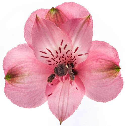 Pink Supreme