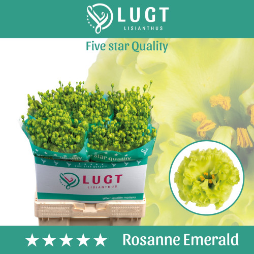 Lugt Double Rosanne Emerald