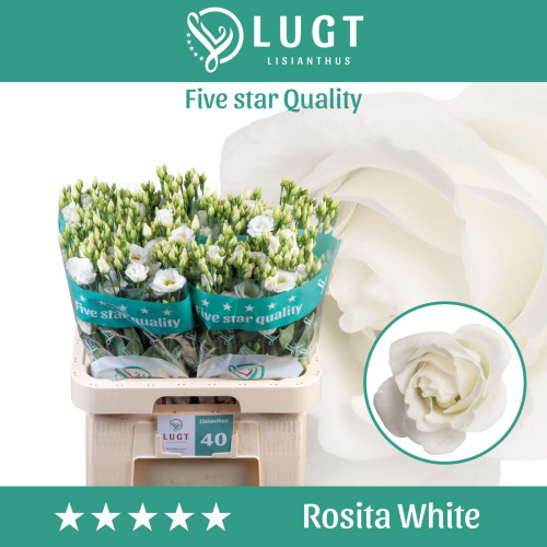 Double Rosita White-