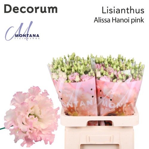 Double Alissa Hanoi BLUSH Pink