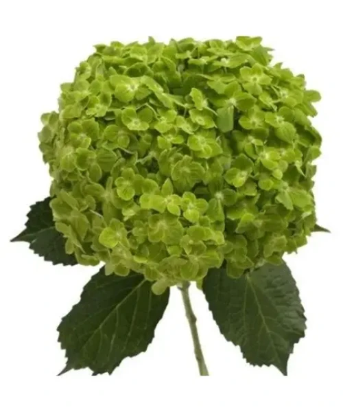 Shamrock