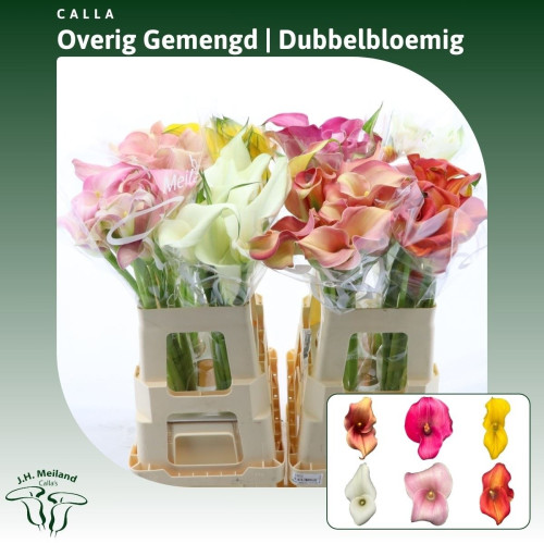 Mini Calla Assorted