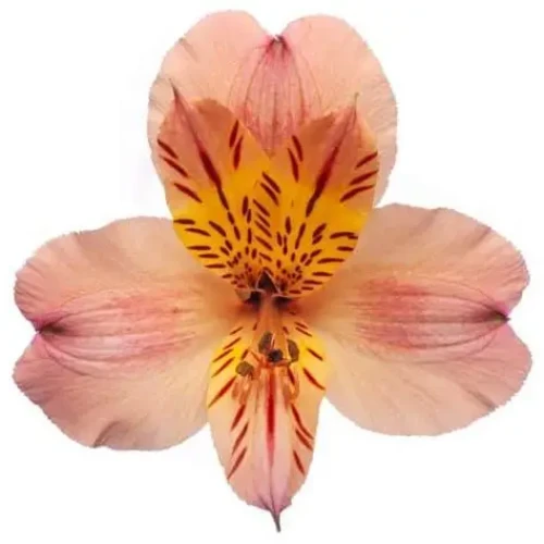 Peach Supreme