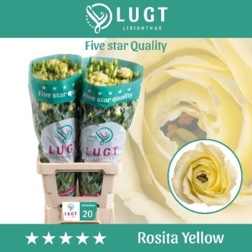 Double Rosita  Yellow