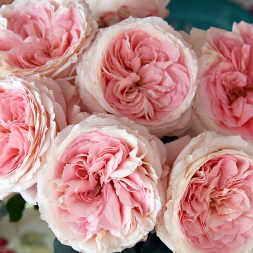 Mayras Bridal Pink