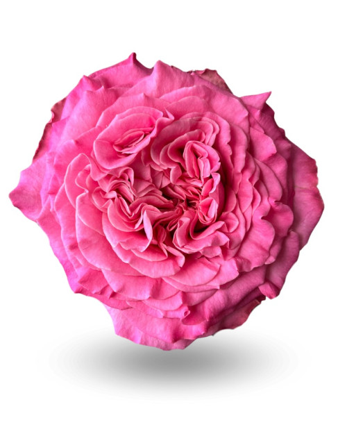 Passion in Pink