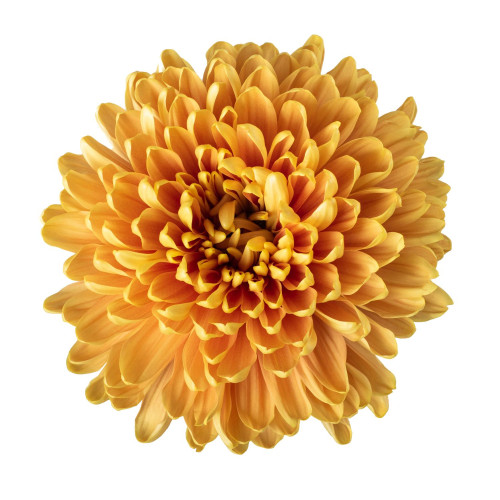 Rossano Orange
