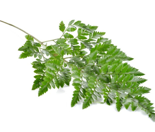 Leatherleaf