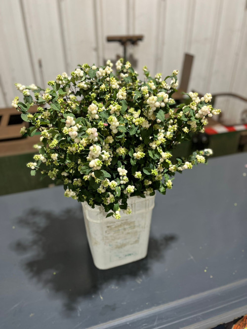 Snowberries White