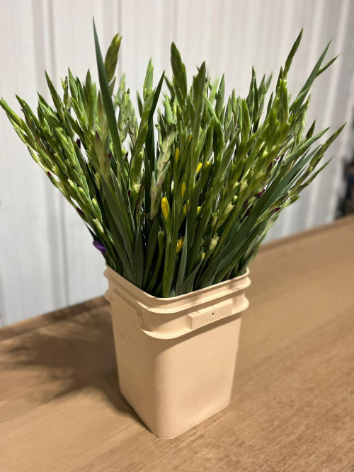 Yellow Gladdies