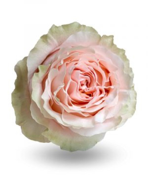 Princess crown