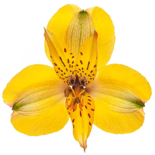 Yellow Supreme