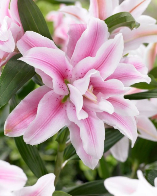 Lilium Double Roselily Isabella