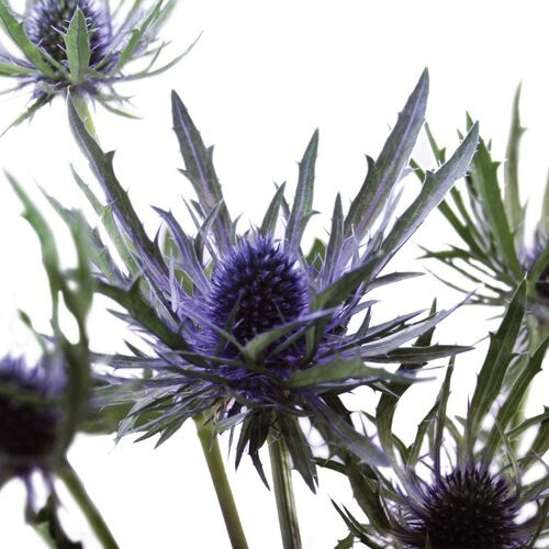 Thistle Azure