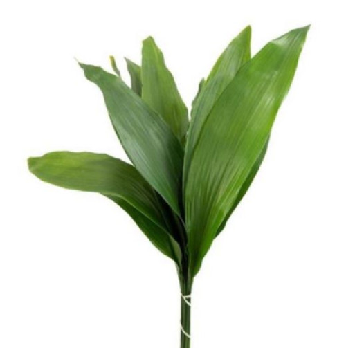 Green Aspidistra