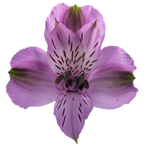 Lavender Supreme