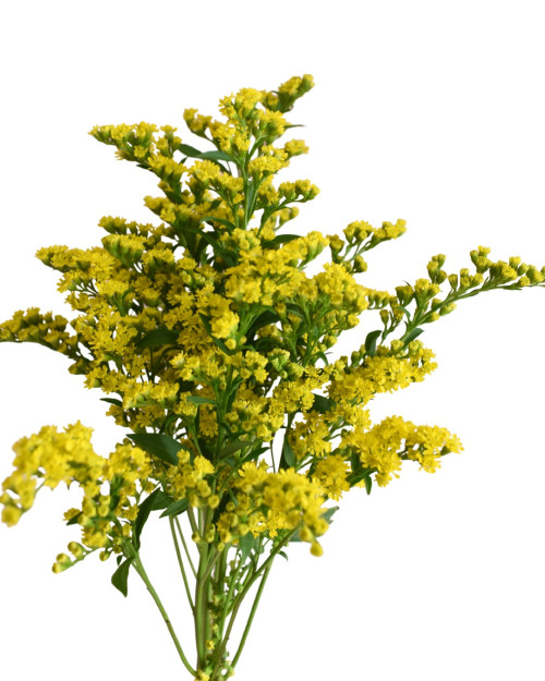 Solidago